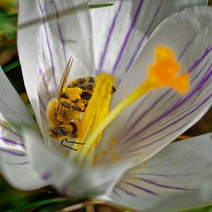 Krokus1.jpg