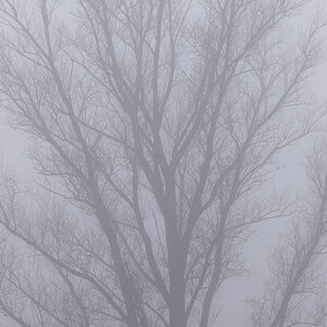 Nebel des Grauens.jpg