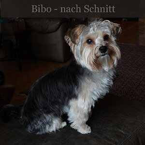 hundkurzff.jpg