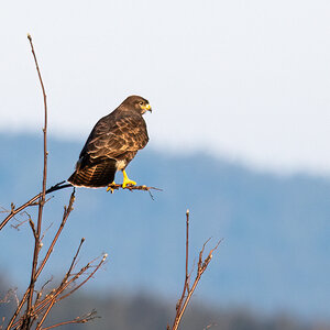 KleinSitzBussard.jpg