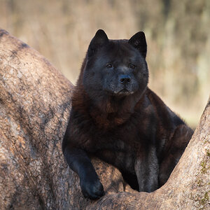 uligraphie_DSC_9519.jpg