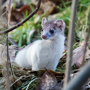 D50_8587_Wiesel I_3_2021.jpg