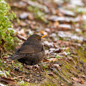DSC_1881.jpg