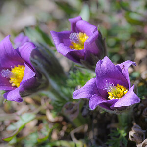 Küchenschellen-Bokeh-5584.jpg