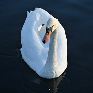 Schwan.jpg