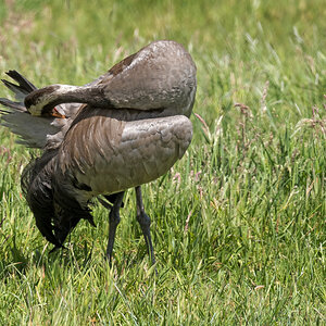 D50_7418_Gefiederplege beim Altvogel IA_6_2020.jpg
