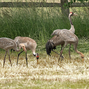 D50_8266_die Familie beim gemeinsamen Futtern IA_6_2020.jpg