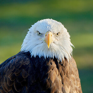 D50_1227Vogel5_NK_web.jpg