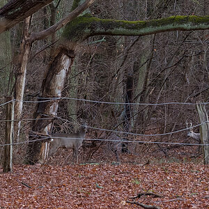 Rehwild 2 (1 von 1).JPG