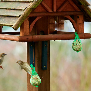 D50_1295Vogelhaus3_web.jpg