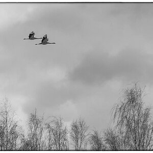 Kranichflug (1 von 1).JPG