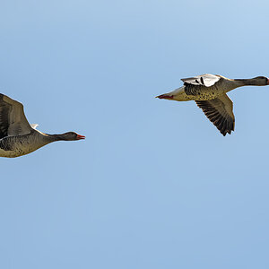 F50_9060.jpg