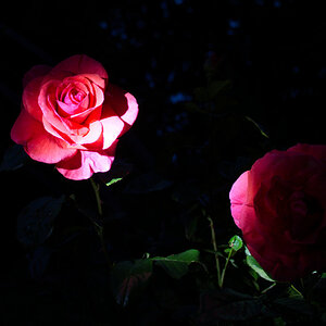 20200622 Blume 26.jpg