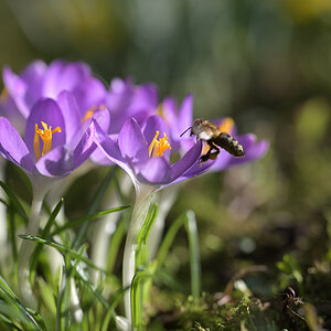 Biene im Anflug