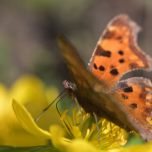 Schmetterling