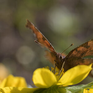 Schmetterling
