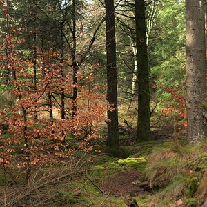 Waldlandschaft.jpg
