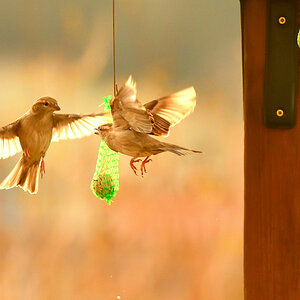 D50_1678.JPG