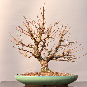 Bonsai_Birke_Winter.jpg