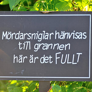 Mörderschnecken.jpg