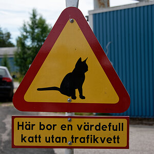 Wertvolle Katze.jpg