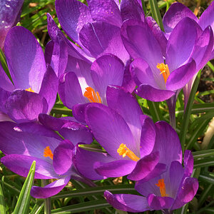 Krokus.jpg