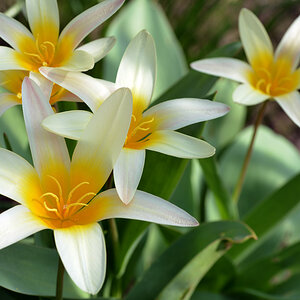 tulpen_1200.jpg
