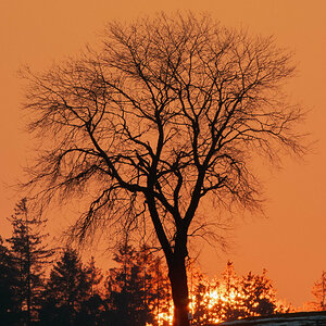 kleinSonnenuntergangBaum.jpg