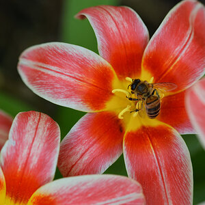 tulpen_biene_1200.jpg