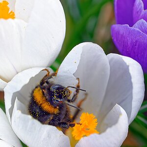 Krokus mit Besucher 2.jpg
