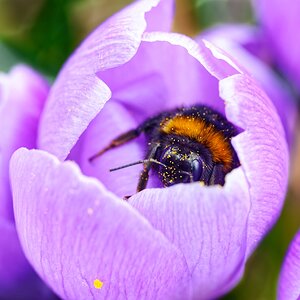 Krokus mit Besucher.jpg