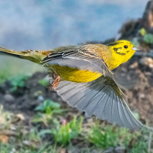 KleinGoldammerflieg.jpg