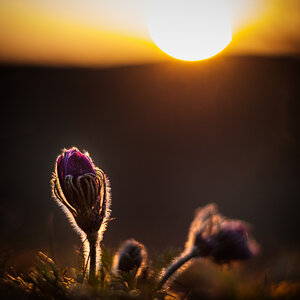 Küchenschelle im Sonnenuntergang-6170.jpg