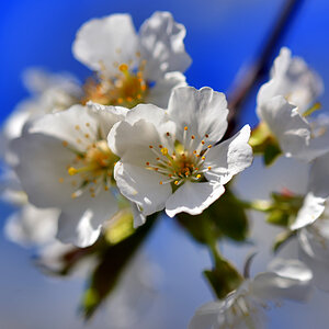 kirschblüten_1200.jpg