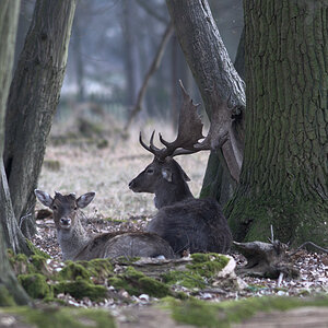 Tiergarten 001