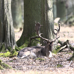 Tiergarten 002