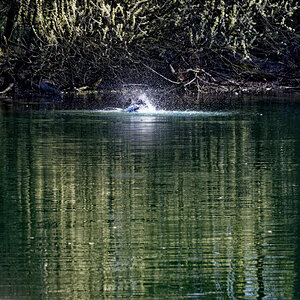 Z50_2385_DxO.jpg