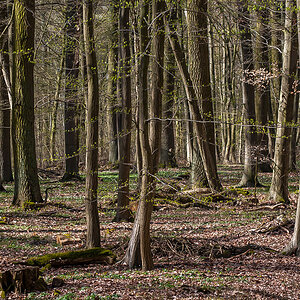 Droher Holz (1 von 1).JPG