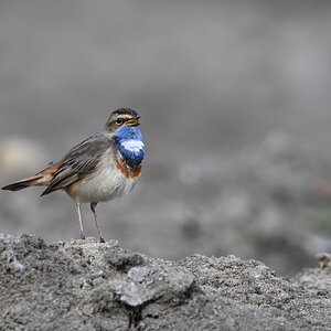 blaukehlchenPH8_2828nf.jpg