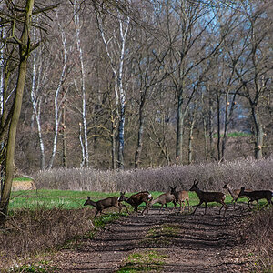 Wildwechsel (1 von 1).JPG