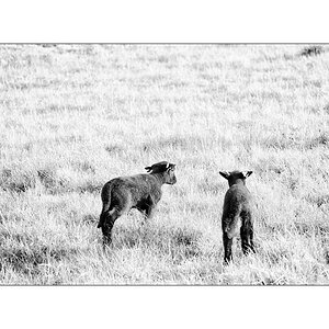 SasaDSC_4761.jpg