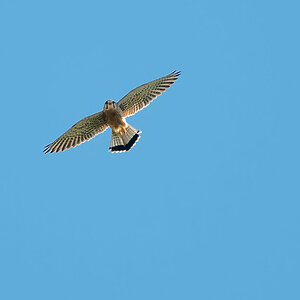 210404-kleinTurmfalke.jpg