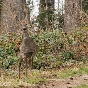 210405-KleinReh.jpg