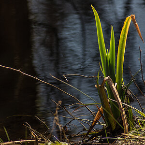 Frühling am Wasser (1 von 1).JPG