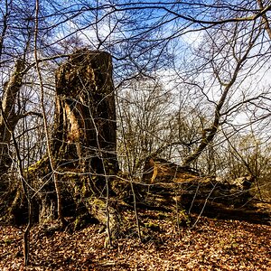 TZ_DSC02692_A.jpg