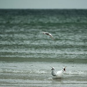 Küstenseeschwalbe vs. Silbermöwe