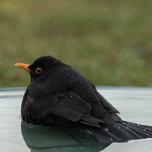 uligraphie_DSC_7050.jpg