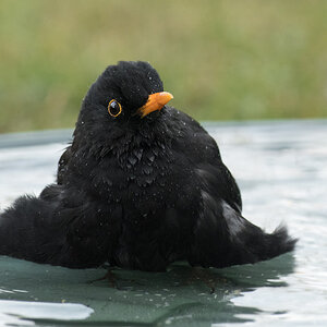 uligraphie_DSC_7058.jpg