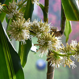 Blüte Drachenbaum.jpg
