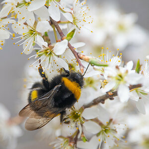 210411-Hummel, Scharten, Kirschblüte.jpg